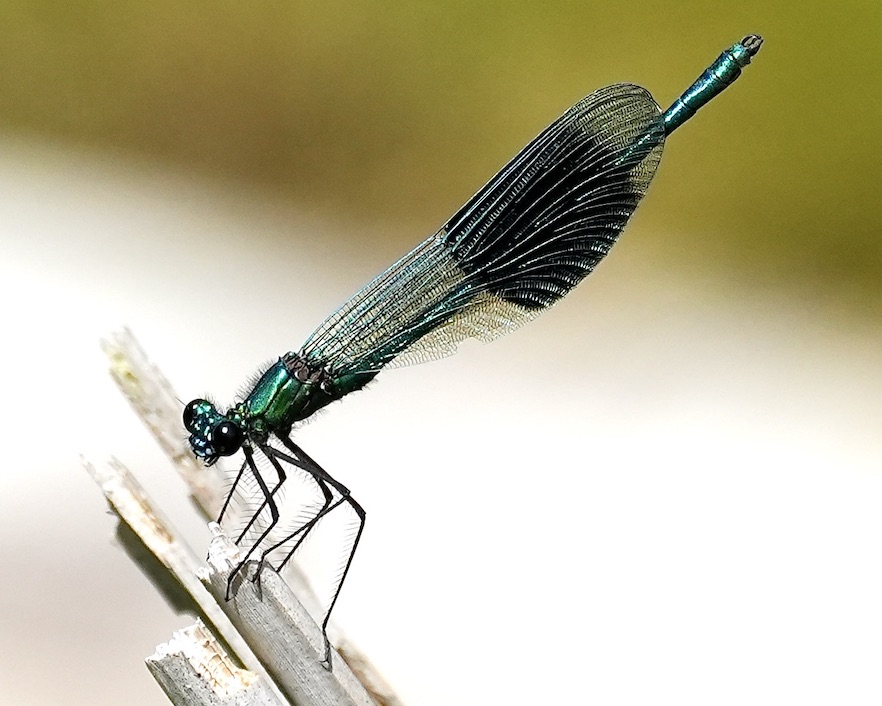 banded demoiselle